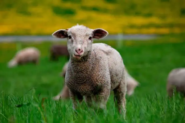 Aus der Schweiz für die Schweiz