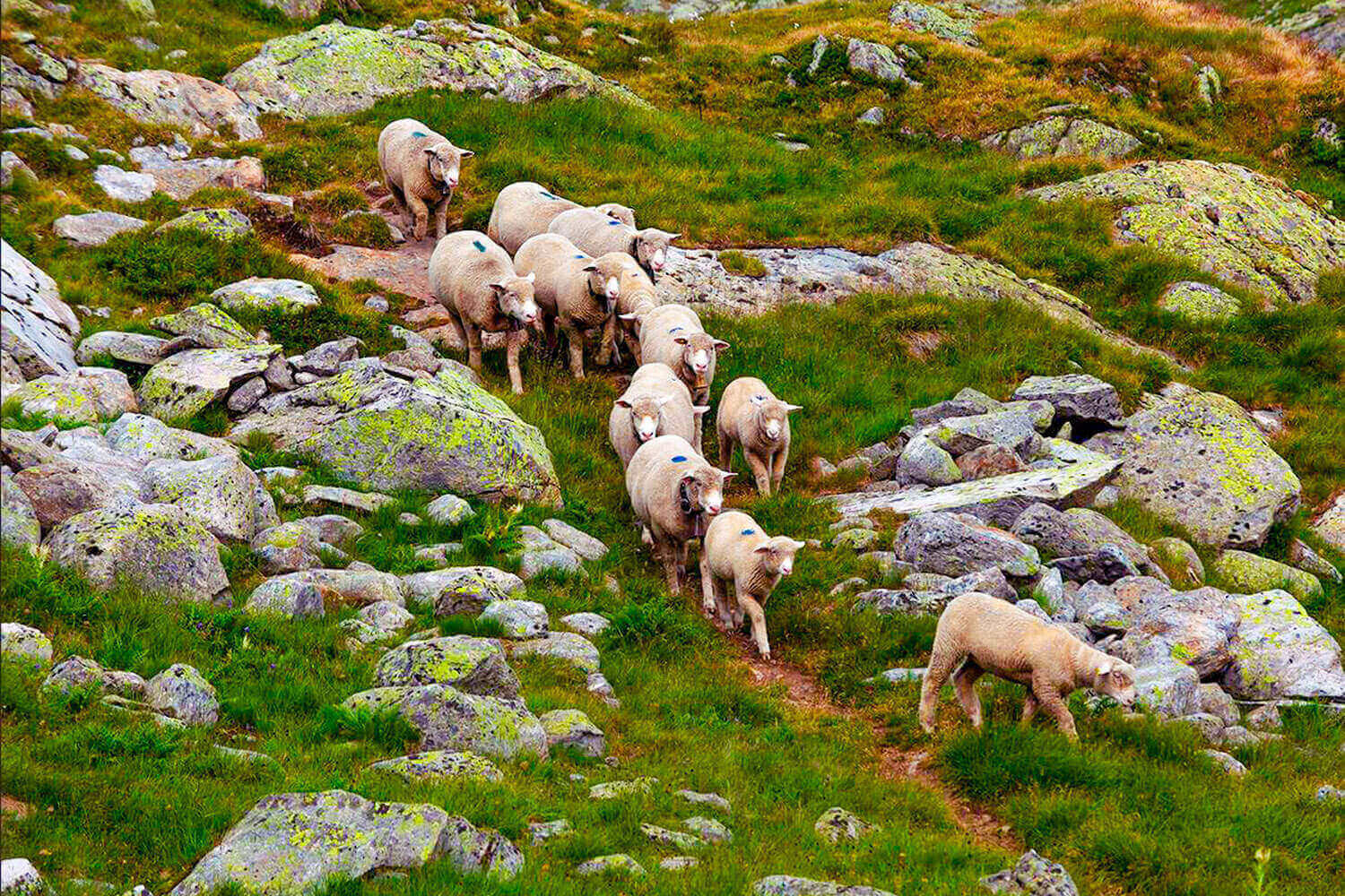 BICO Am Anfang steht das Schaf